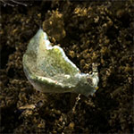 Elysia sp. AG